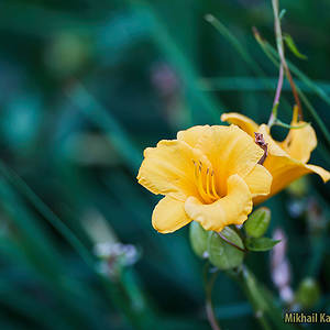 gallery/2017/2017_08_04_Moscow_Plants_Flowers_Stuff_Candids_Nature_Urban_Park_Gorky_Walk