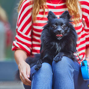 gallery/2018/2018_08_18_Moscow_Park_50_Let_Oktyabrya_Elena_Rich_Dog_Photoshoot_Outdoors